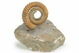 Early Devonian Ammonite (Anetoceras) - Tazarine, Morocco #249254-2